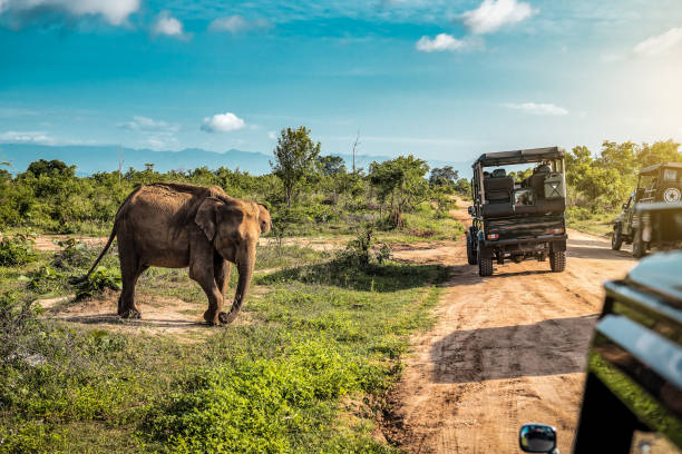 Yala National Park 